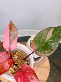 Philodendron Fire Princess