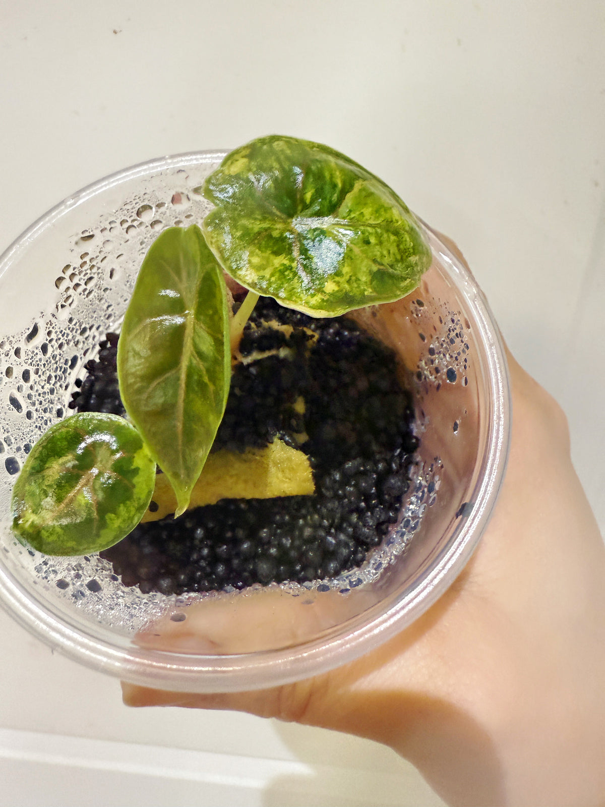 Alocasia Azlanii Aurea