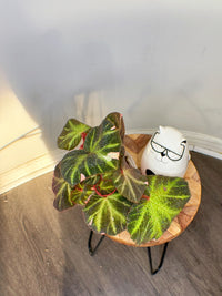 Begonia Soli Mutata Variegated
