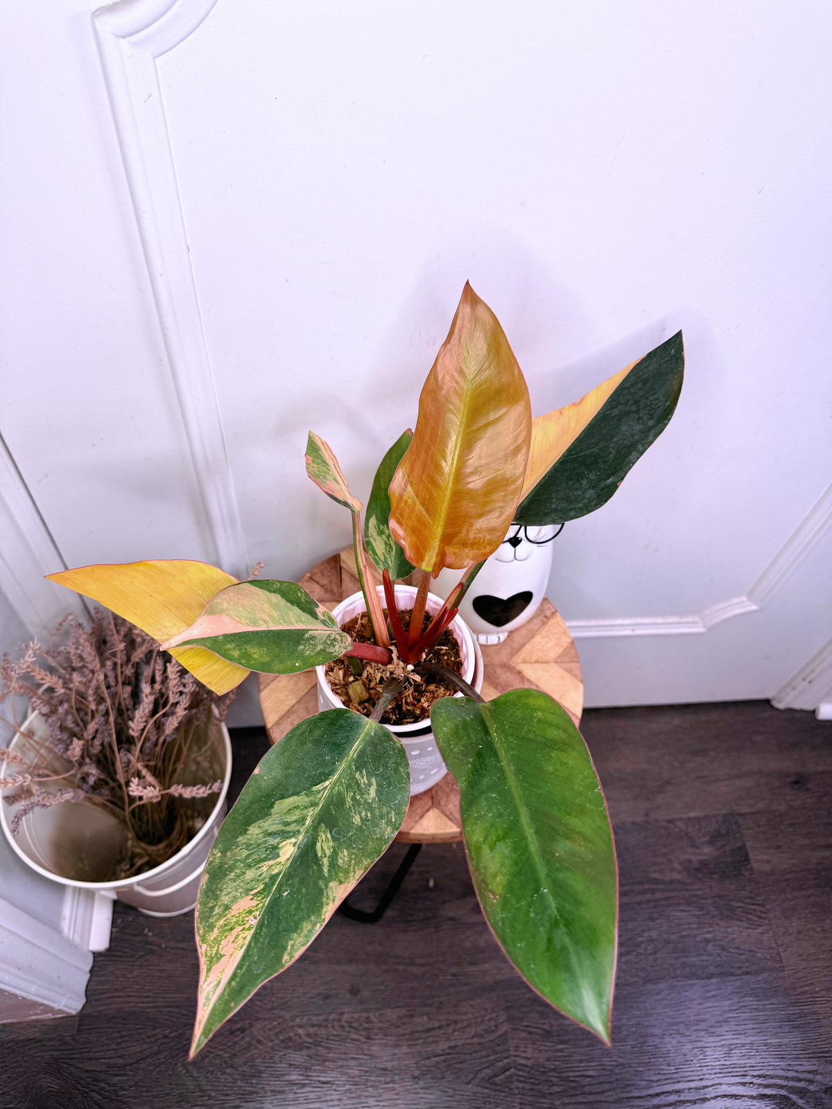 Philodendron Red Congo Variegated
