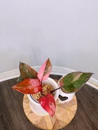 Philodendron Fire Princess