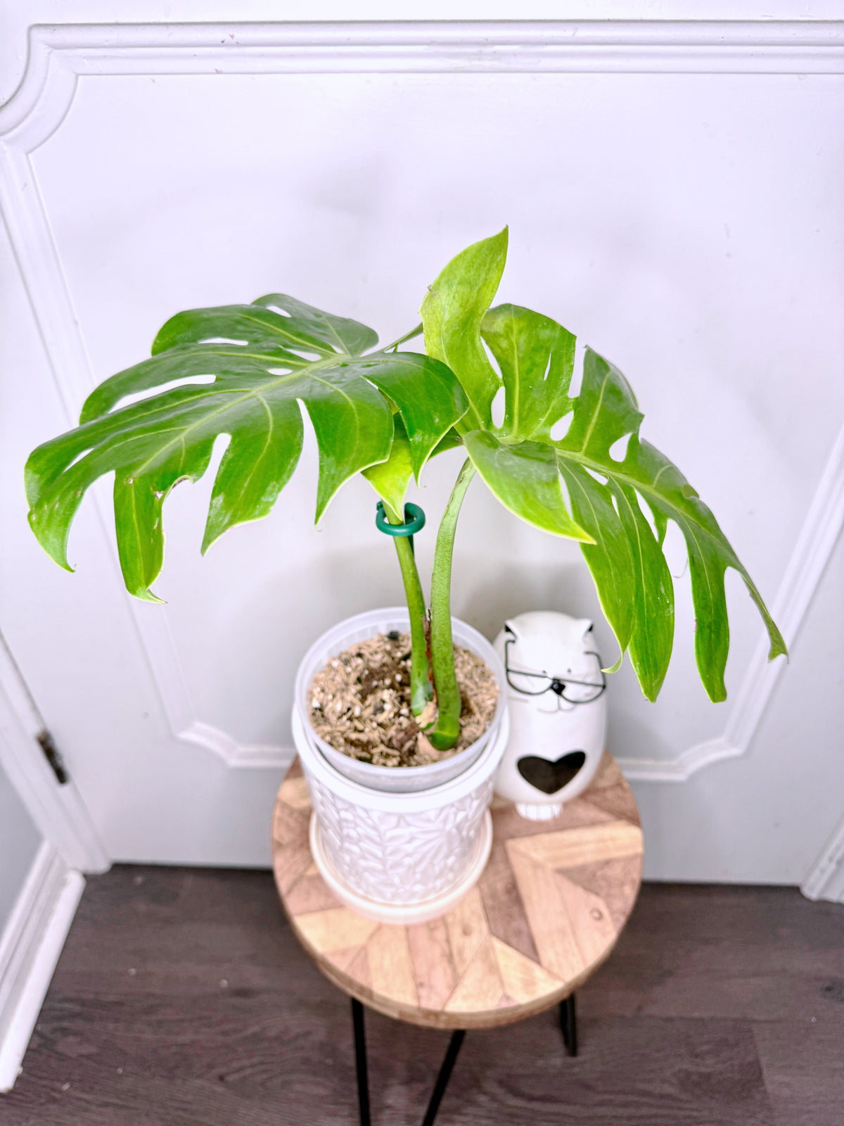 Monstera Compacta