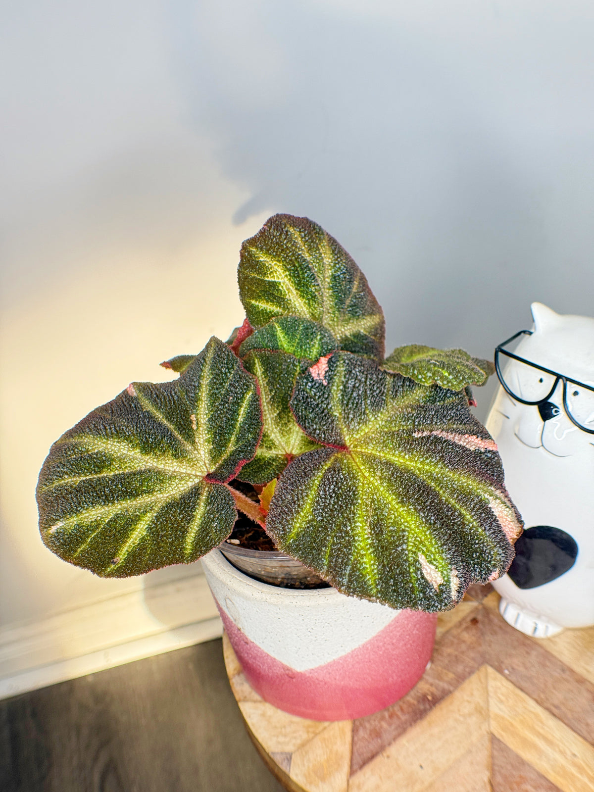 Begonia Soli Mutata Variegated