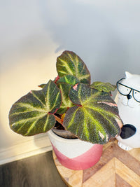 Begonia Soli Mutata Variegated