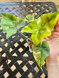 Philodendron Angela Variegated