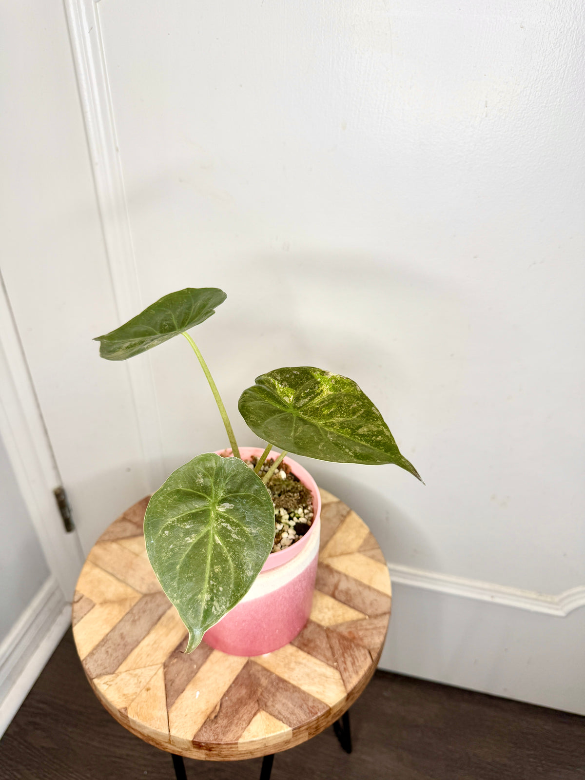 Alocasia Silver Wentii Splash