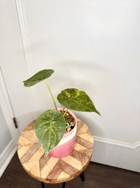 Alocasia Silver Wentii Splash