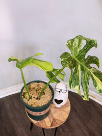 Monstera Masterpiece