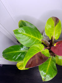 Philodendron Red Moon Variegated