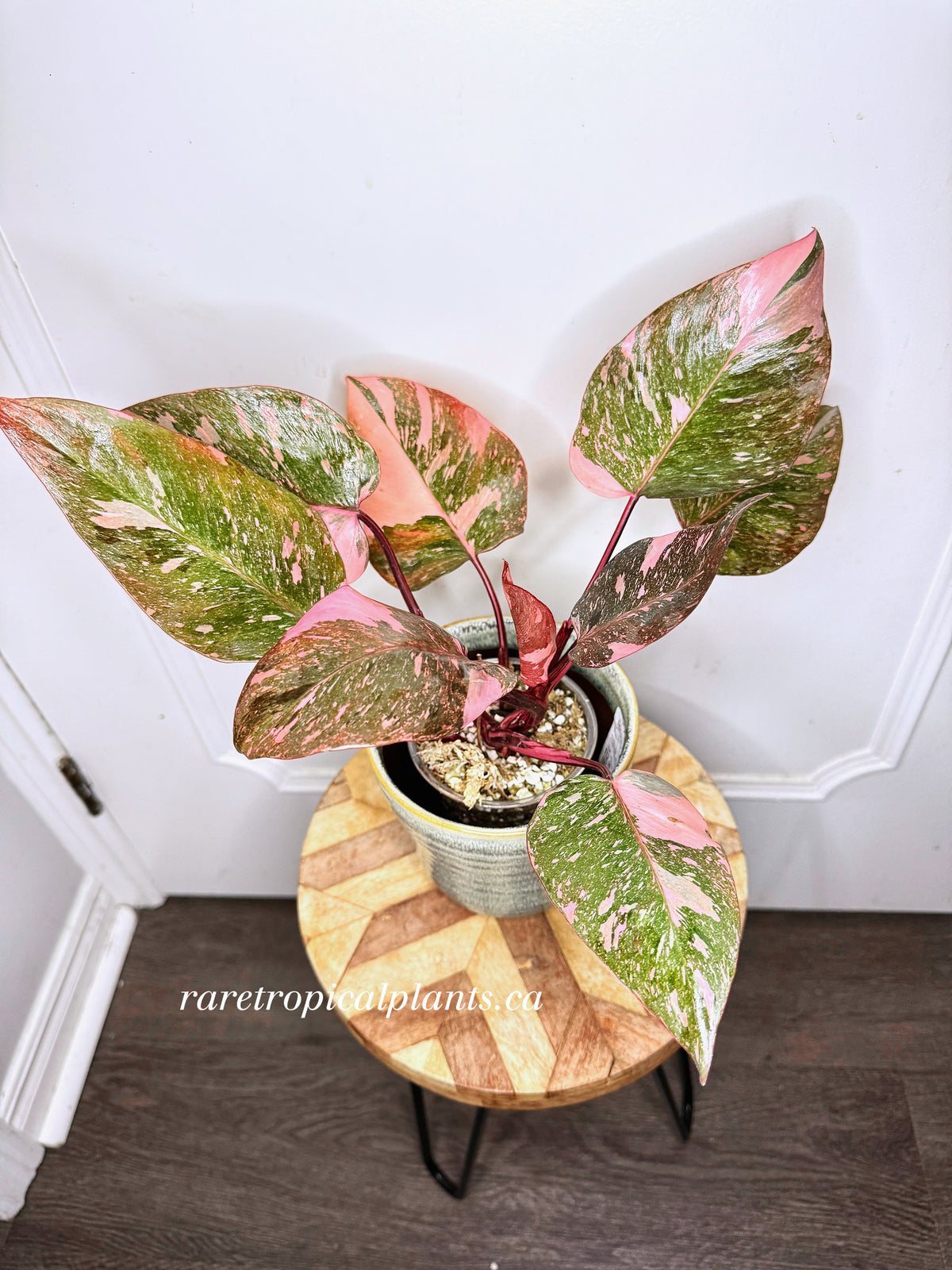 Philodendron Pink Princess Galaxy 6