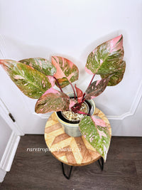 Philodendron Pink Princess Galaxy 6