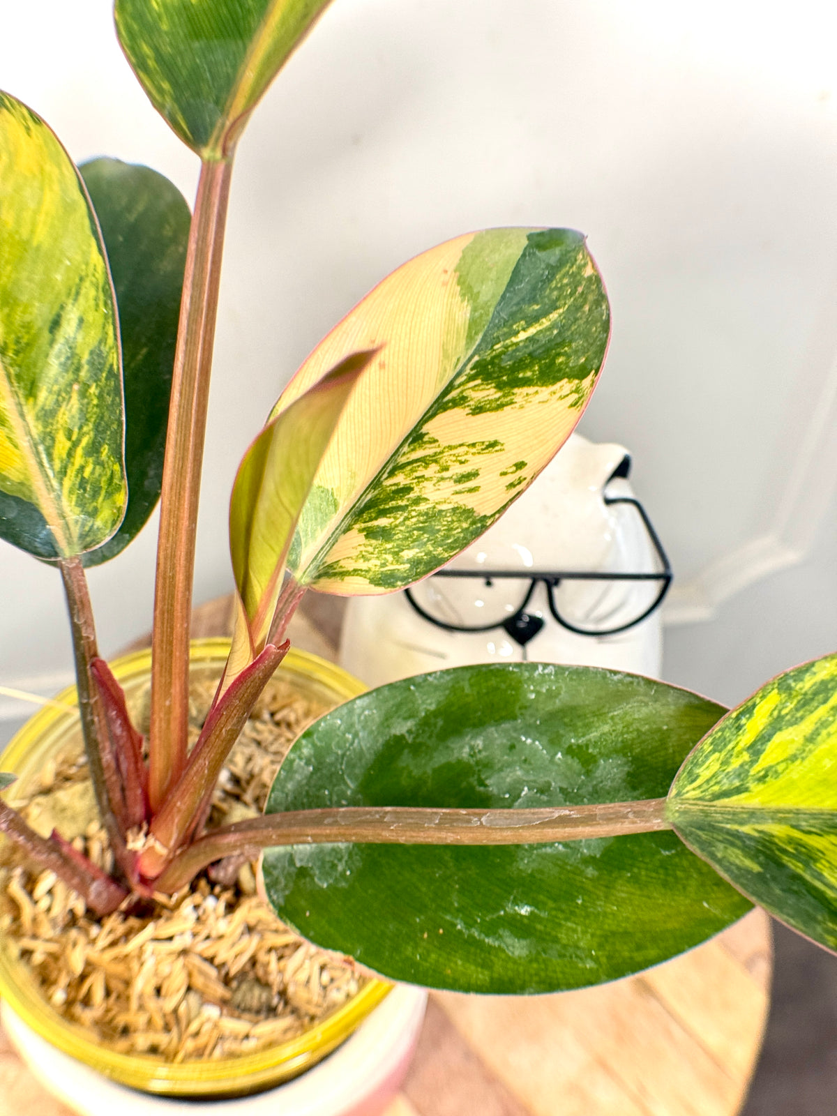 Philodendron Red Congo Variegated