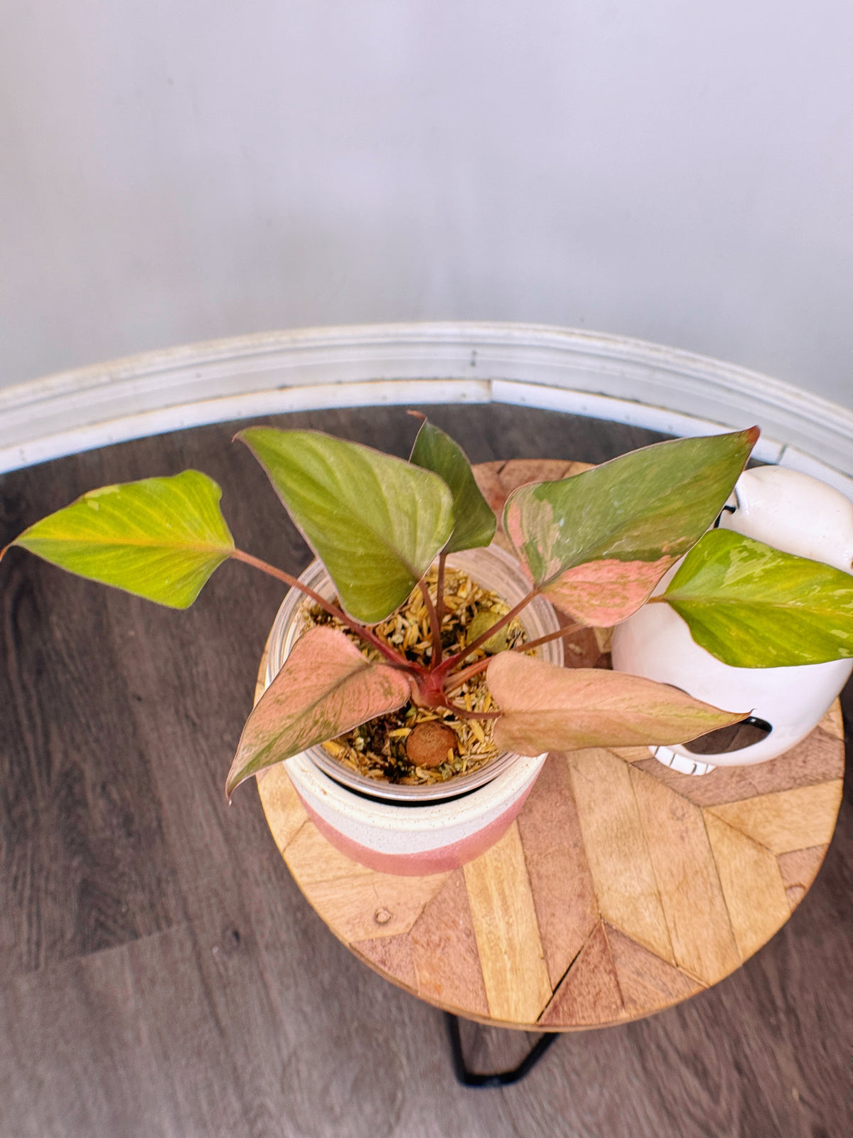 Homalomena Pink Diamond