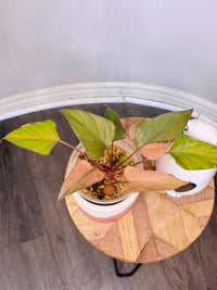 Homalomena Pink Diamond