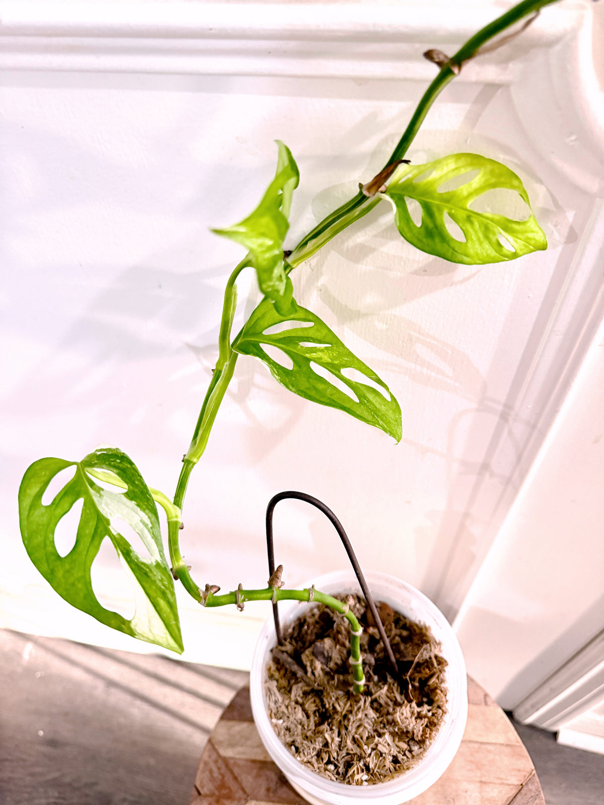 Monstera Adansonii Albo