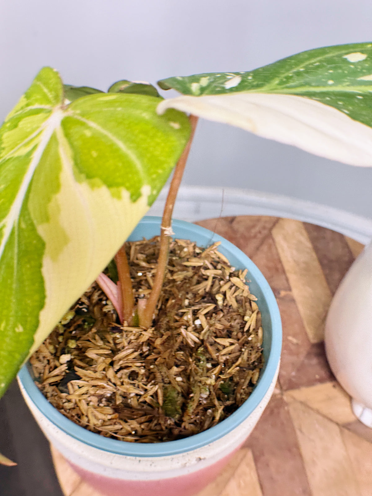 Philodendron Gloriosum Variegated