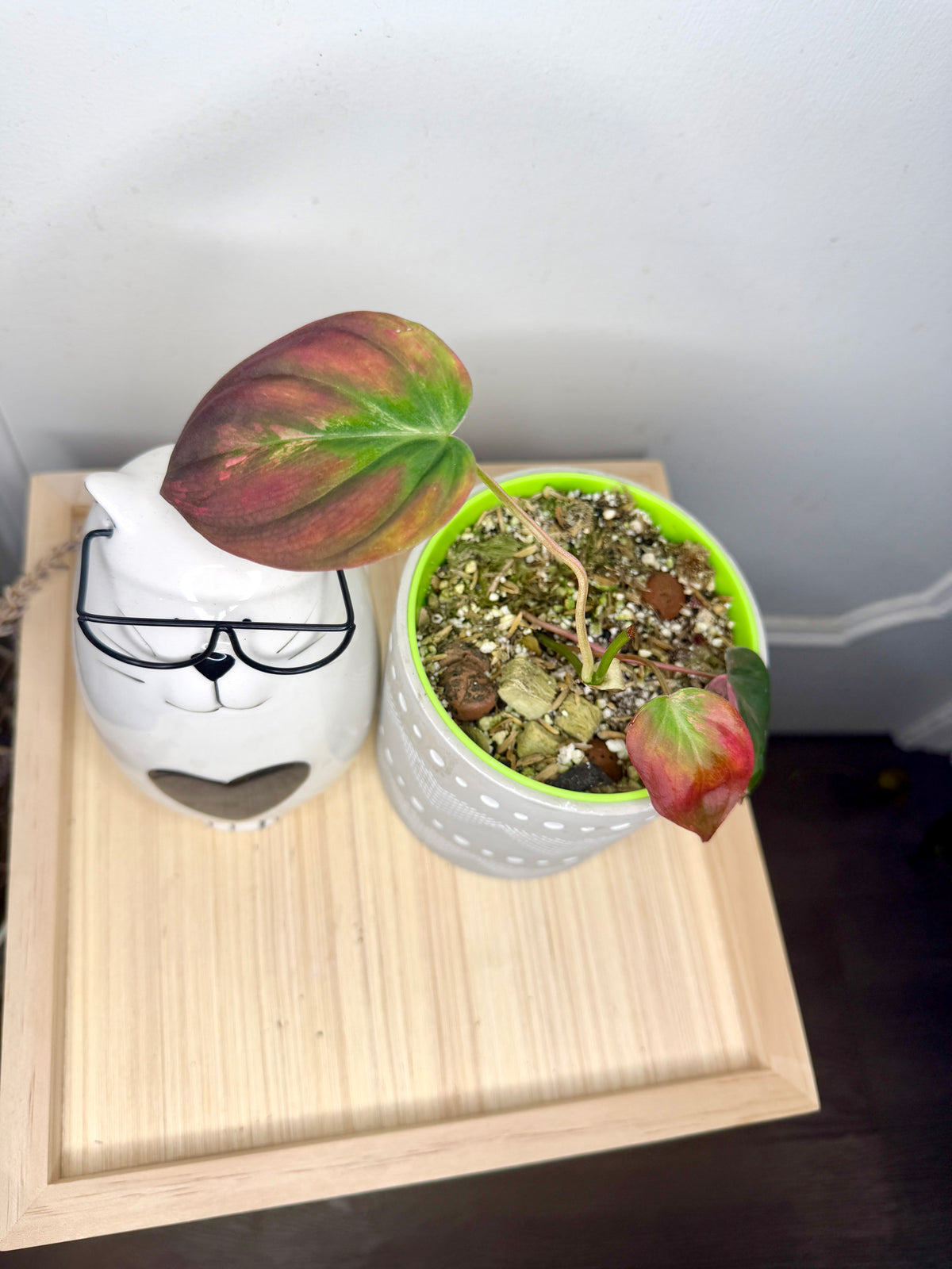 Philodendron Pink Micans