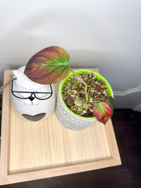 Philodendron Pink Micans