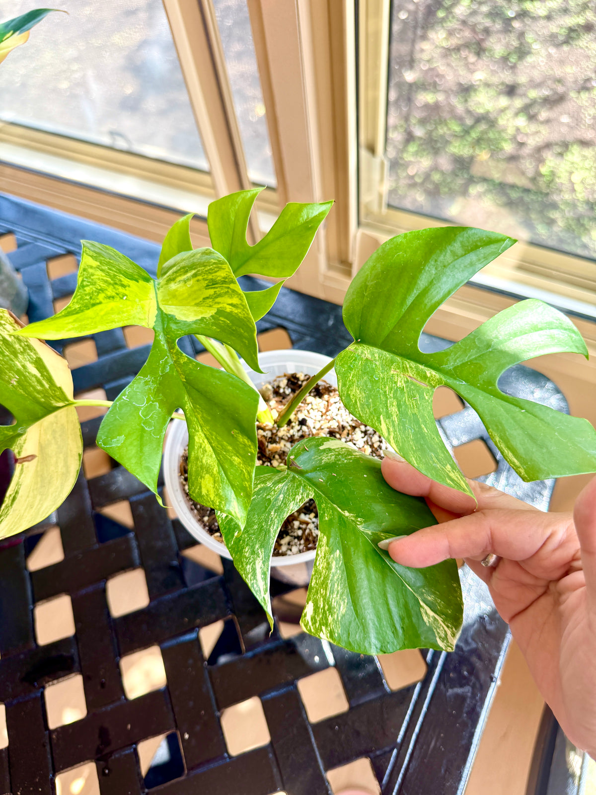 Rhaphidophora Tetrasperma Aurea