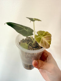 Alocasia Black Velvet Gold