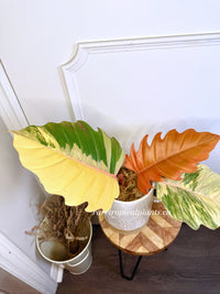 Philodendron Caramel Marble