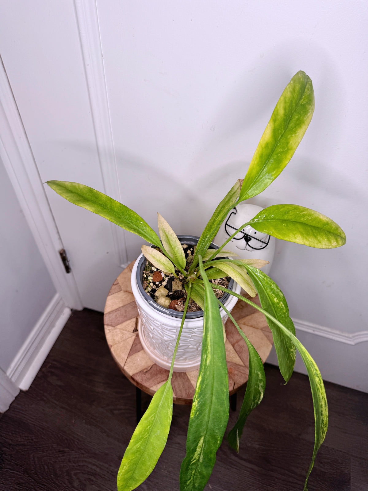 Anthurium Vittarifolium Variegated