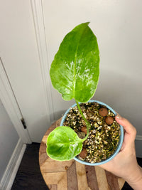 Monstera Deliciosa NOID