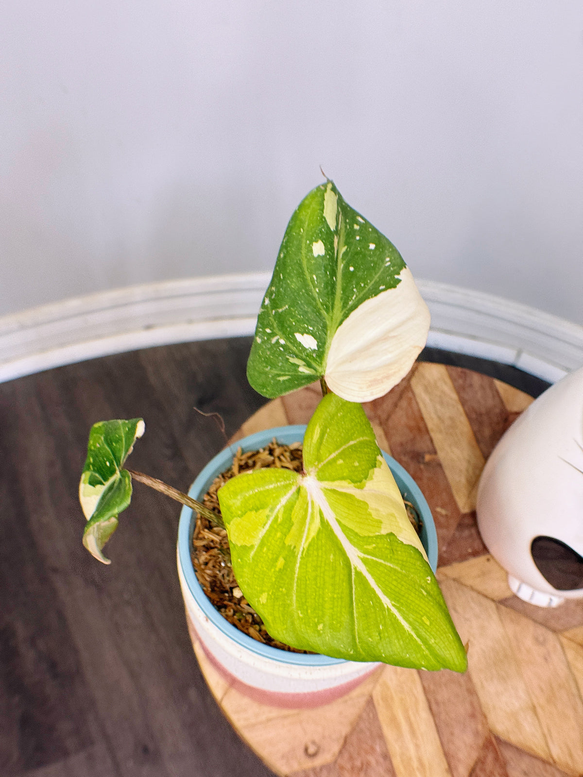 Philodendron Gloriosum Variegated