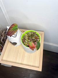 Philodendron Pink Micans