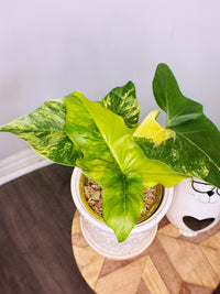 Philodendron Angela Variegated