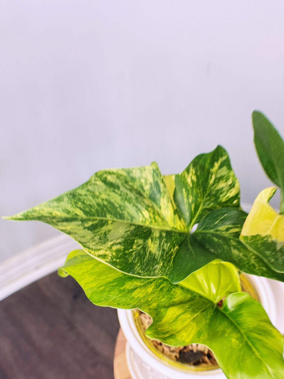 Philodendron Angela Variegated