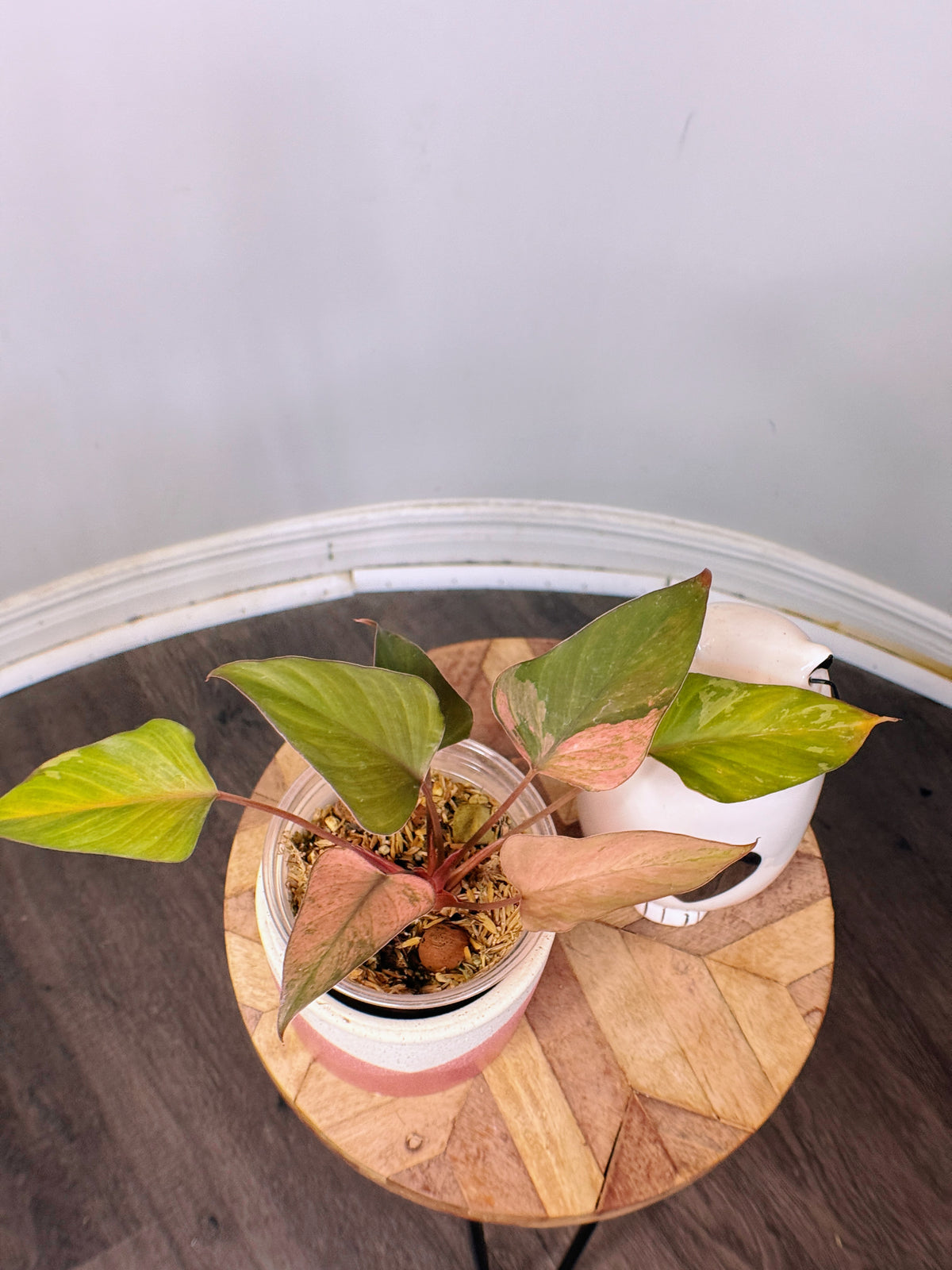 Homalomena Pink Diamond