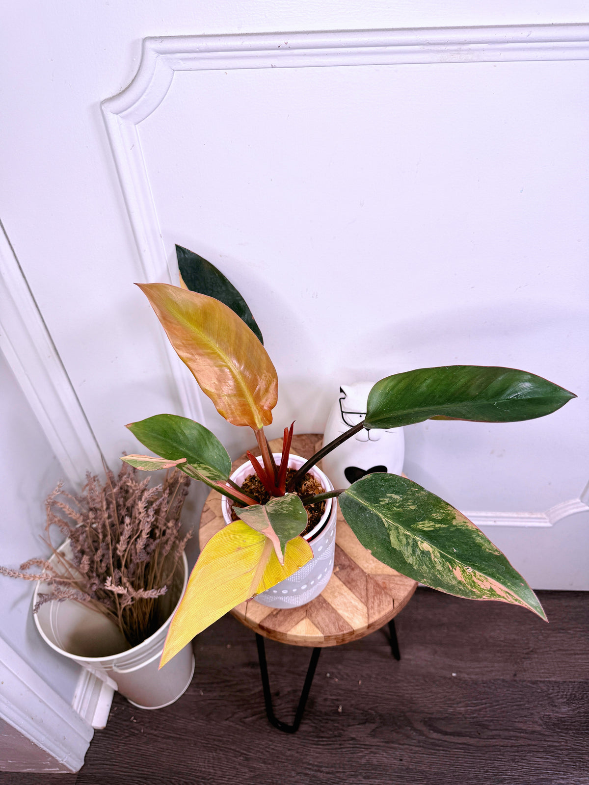 Philodendron Red Congo Variegated