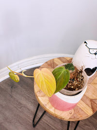 Philodendron Micans Pink