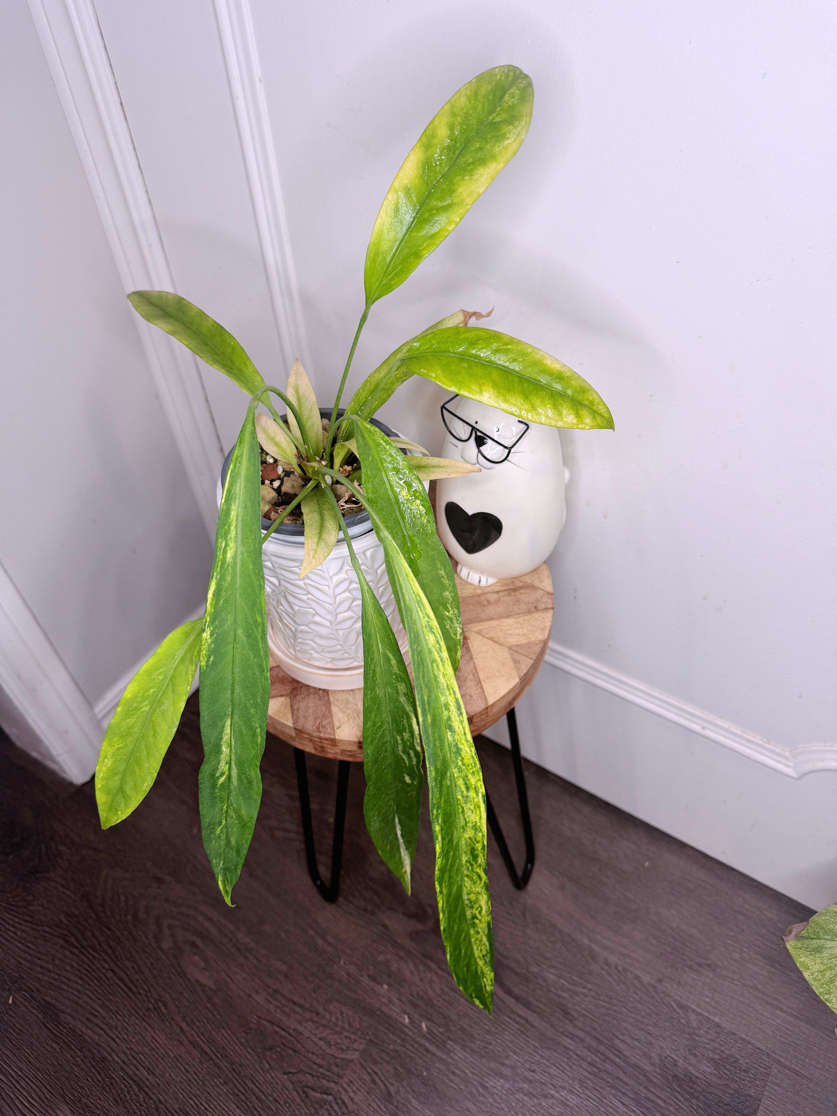 Anthurium Vittarifolium Variegated