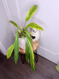 Anthurium Vittarifolium Variegated