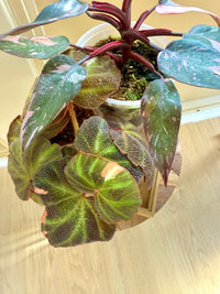 Pink princess galaxy & Begonia Soli Mutata Combo