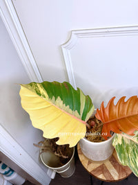 Philodendron Caramel Marble