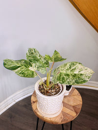 Philodendron Emerald Ice