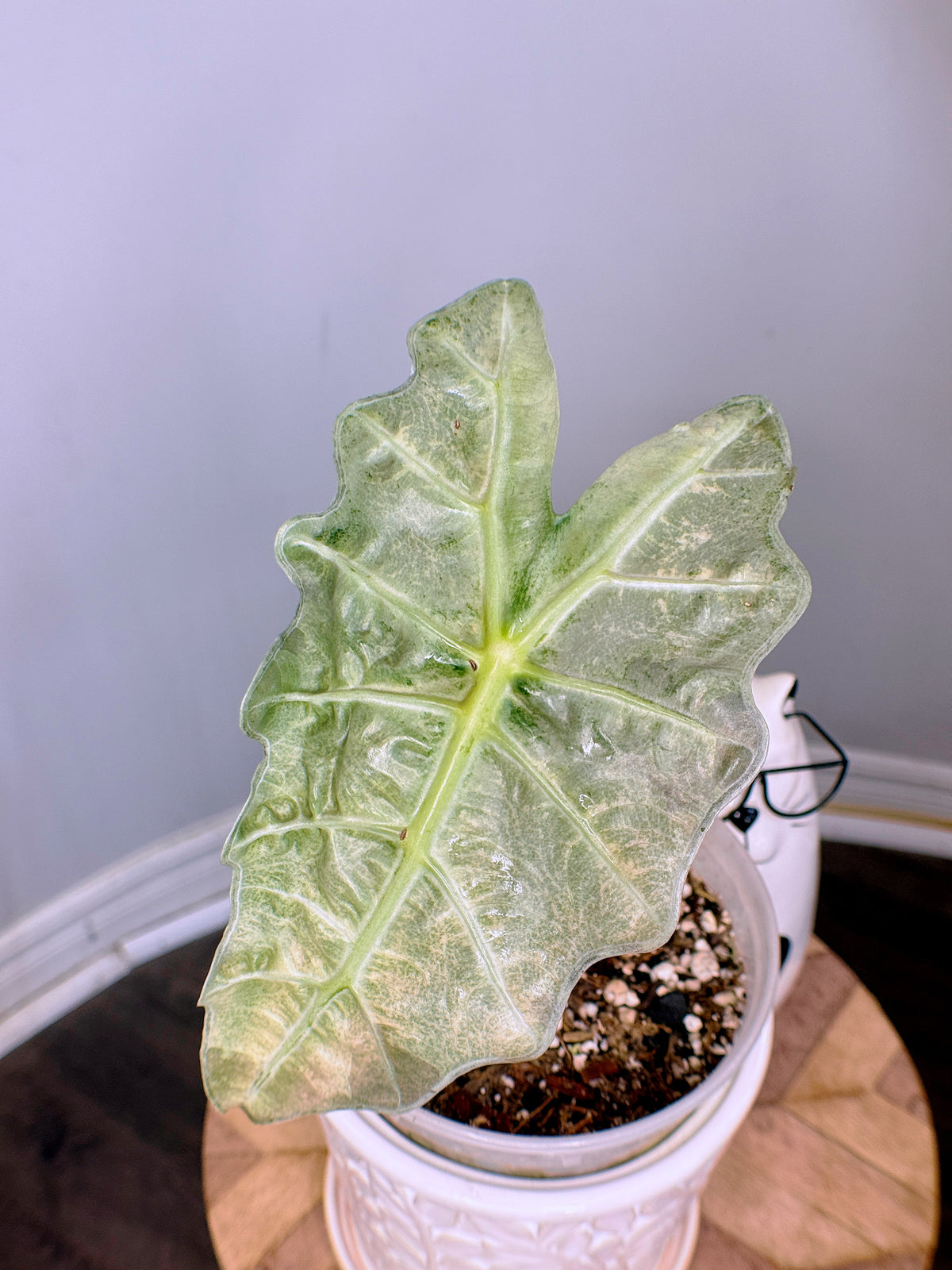 Alocasia Amazonica Pink Mint