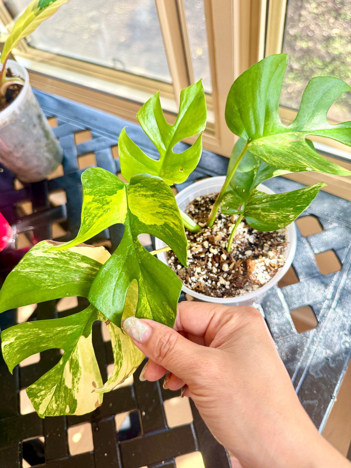 Rhaphidophora Tetrasperma Aurea