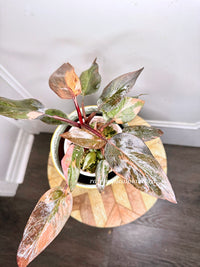 Philodendron Pink Princess Tricolour 5