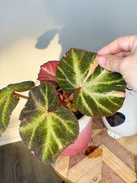 Begonia Soli Mutata Variegated