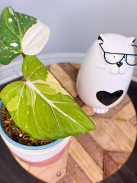 Philodendron Gloriosum Variegated