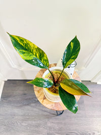 Philodendron Red Congo Variegated