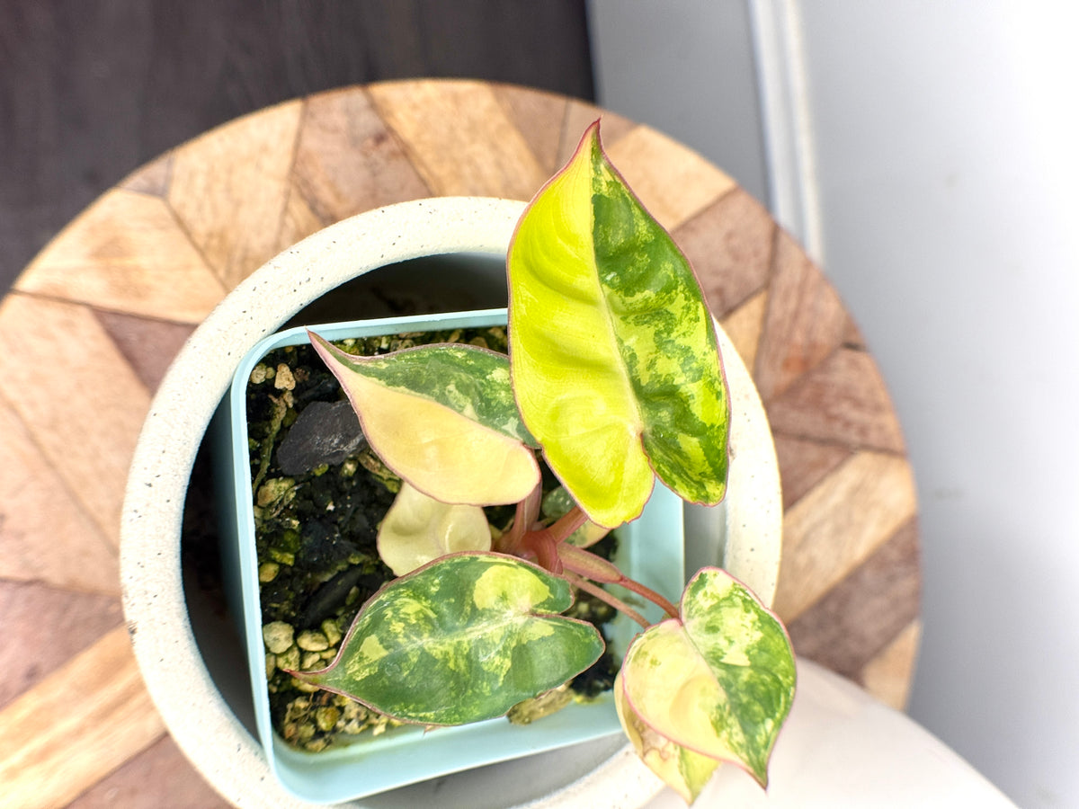 Philodendron Billietiae Variegated