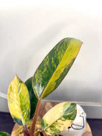 Philodendron Red Congo Variegated