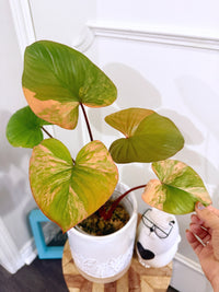 Homalomena Rubescen Tricolour XL