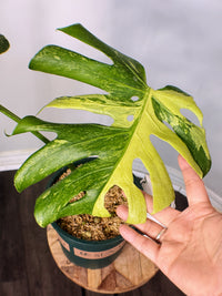 Monstera Masterpiece