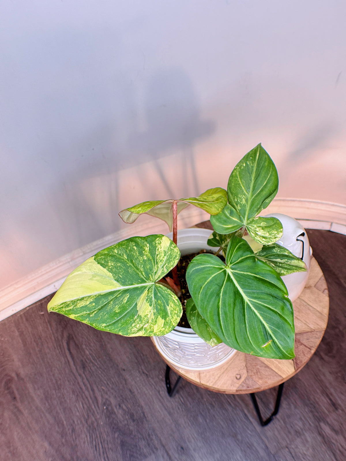 Philodendron Gloriosum Aurea